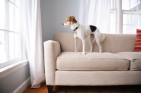 Picture of Beagle Mix standing on couch, looking out window.