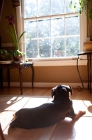 Picture of beagle mix sunbathing in window