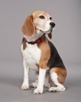 Picture of Beagle on grey background