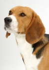 Picture of beagle on white background, looking ahead