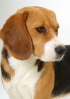 Picture of beagle on white background, looking aside