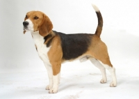 Picture of beagle on white background, posed