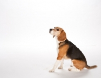 Picture of beagle on white background