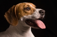 Picture of Beagle portrait in studio