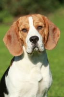 Picture of Beagle portrait