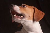 Picture of Beagle portrait