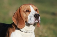 Picture of Beagle portrait