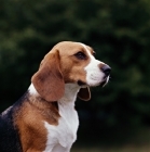 Picture of beagle, portrait