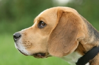 Picture of Beagle profile, blurred background