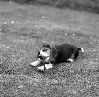 Picture of beagle pup chewing stick