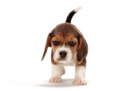 Picture of Beagle puppy front view on white background