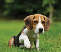 Picture of Beagle puppy on grass