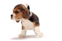 Picture of Beagle puppy on white background, looking away