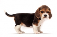 Picture of Beagle puppy on white background, side view