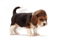 Picture of Beagle puppy on white background looking down