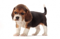 Picture of Beagle puppy on white background