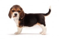 Picture of Beagle puppy on white background, side view