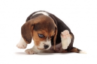 Picture of Beagle puppy on white background