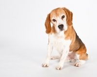 Picture of beagle puppy on white background