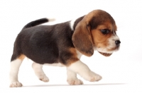 Picture of Beagle puppy on white background, walking in studio