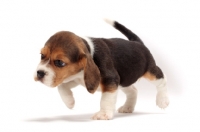 Picture of Beagle puppy on white background, investigating