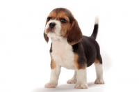 Picture of Beagle puppy on white background