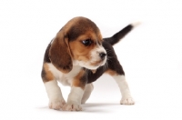 Picture of Beagle puppy on white background, looking aside