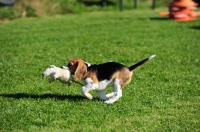 Picture of Beagle puppy running with toy