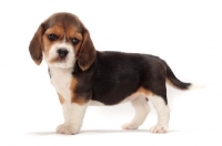 Picture of Beagle puppy side view on white background