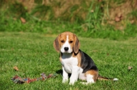 Picture of Beagle puppy sitting down on grass
