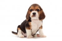 Picture of Beagle puppy sitting down on white background