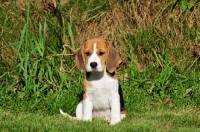 Picture of Beagle puppy sitting down