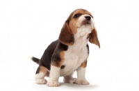 Picture of Beagle puppy sitting on white background