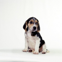 Picture of beagle puppy sitting