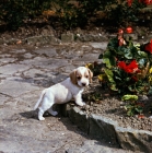 Picture of beagle puppy standing in a garden