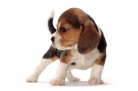 Picture of Beagle puppy standing on white background