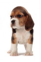 Picture of Beagle puppy standing on white background