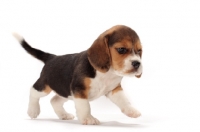 Picture of Beagle puppy walking on white background