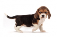 Picture of Beagle puppy walking on white background, side view