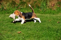 Picture of Beagle puppy walking with toy