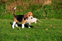 Picture of Beagle puppy with furry toy