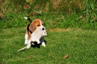 Picture of Beagle puppy with rat toy