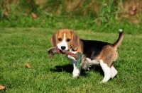Picture of Beagle puppy with toy