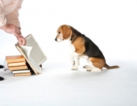 Picture of Beagle reading book