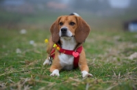Picture of Beagle resting on the grass