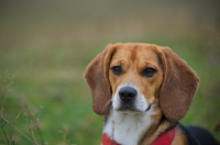 Picture of Beagle resting