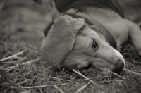 Picture of Beagle rolling in the grass