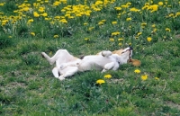 Picture of Beagle rolling