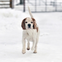 Picture of Beagle running towards camera in snow