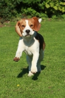 Picture of Beagle running